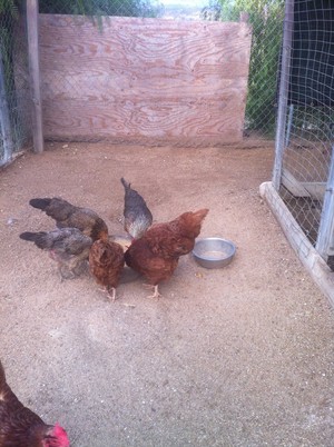 Merra Farms