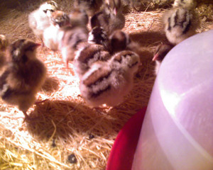A. H. Herb'n Craft Farm