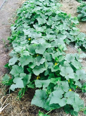 Farm of Peace CSA