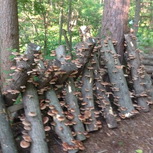 7 Falls Mushroom Farm