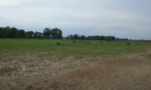 Wild Hare Natural Farm