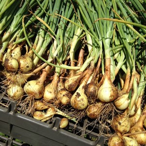 O.G. Roots Produce