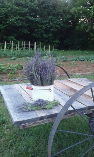 Frogholler Lavender Farm