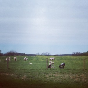 BlueLand Farm