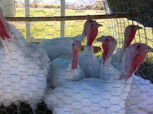 Vision Farms