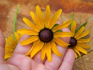 South GA Seed Co.
