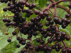 Elderberry Springs Farm, LLC
