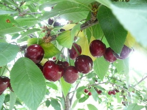 Blossom Hill Orchard