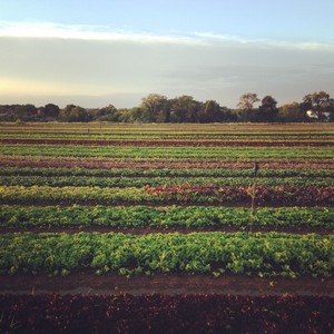 Blue Moon Acres