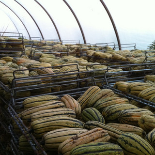 Food Farm