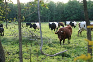 North Plain Farm & Blue Hill Farm