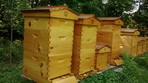 Santa Rosa Plantation Wildflower Honey:  Bee Farm