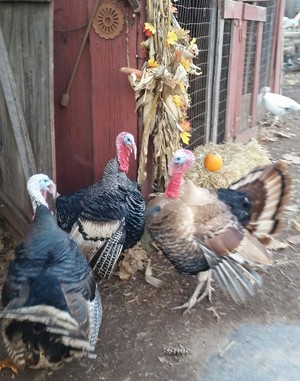 Sycamore Spring Farm