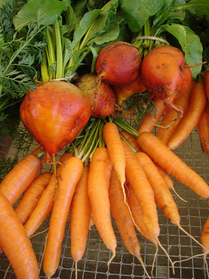 Stella Gardens Winter CSA
