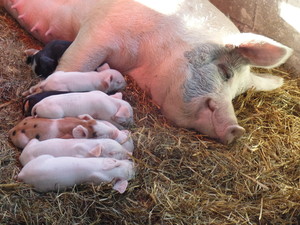 Baldwin Family Farms