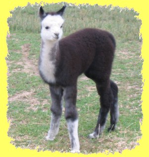 Hope of Glory Farm, LLC