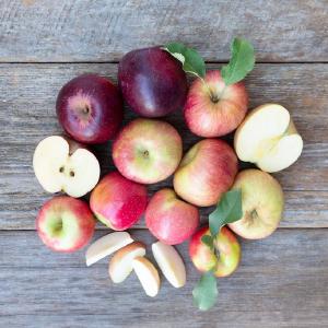 Frog Hollow Farm CSA
