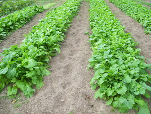 Fields Funny Farm