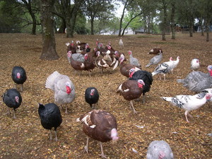 BeeLoved Farms