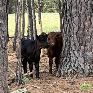 Serenity Ridge Farm