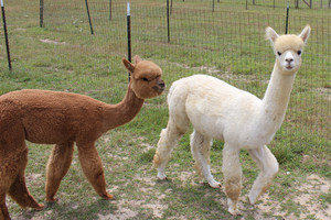 Kismet Acres Farm, LLC