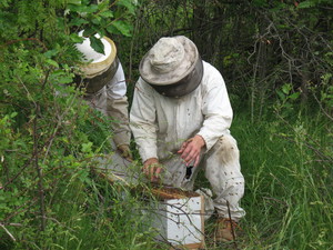 The Hive & Hearth
