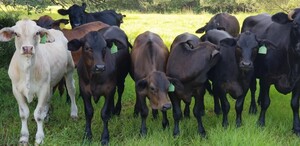 Newcomer Ranch