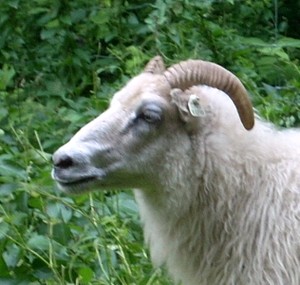 Birchtree Farm