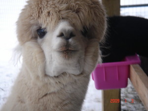 Copper Star Alpaca Farm