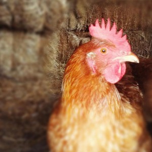 Emily's Poultry Farm