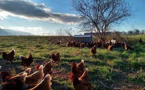 Willowsford Farm