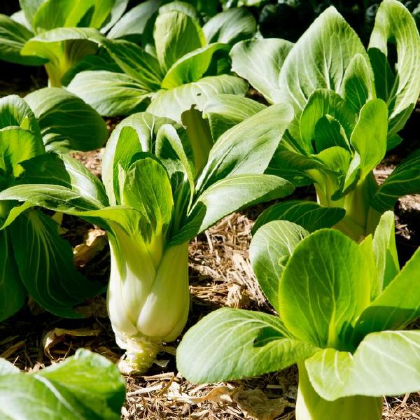 bok choy
