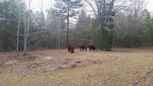 Serenity Acres Farm