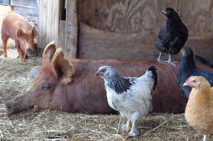 Clatter Ridge Farm