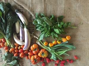 Beneficial Beans Garden