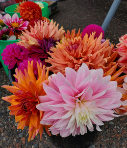 Carlton County Farmers' Market: Cloquet