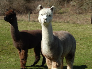 The Alpaca Farm Boutique