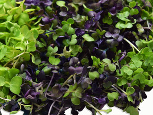 A & A Micro Farms