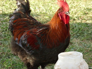 Willow Roost Marans