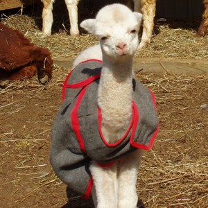 Venezia Dream Farm