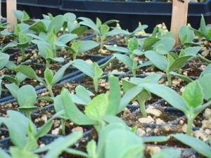 Renegade Farm