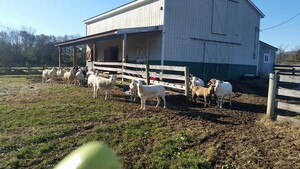 T & W Boer Goat Farm Market & Cut Flowers