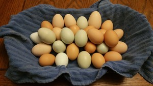 Meg's Eggs