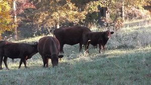 V-Y Ranch
