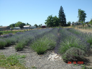 Hope House Lavender