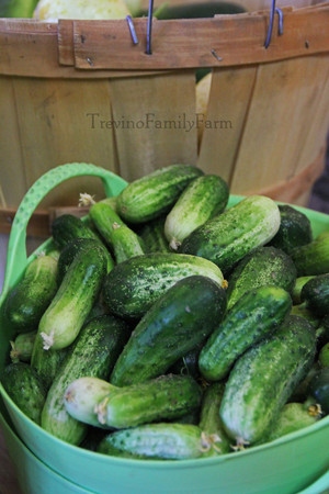 Trevino Family Farm