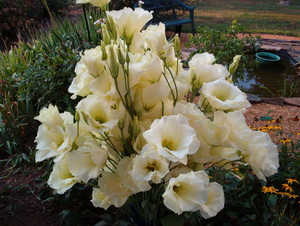 Clover Hill Farm
