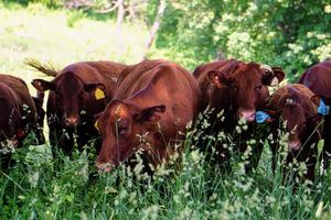 Mary's Land Farm