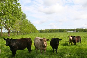 Lazy Broken B Ranch, LLC