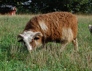 Fence Row Farm